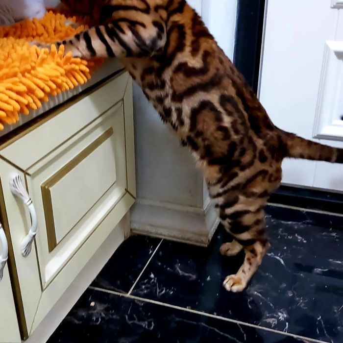 Узорчатые Бенгальские "котята".