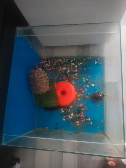 Продам 3 черепах с аквариумам