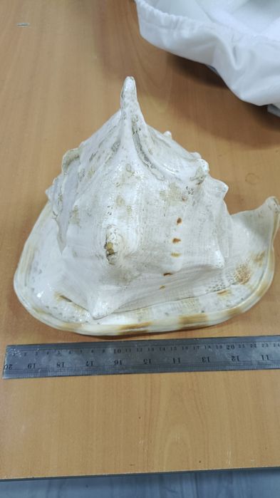 Продам Ракушку 20000