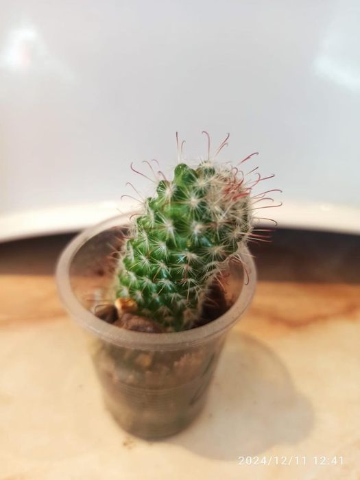 Продаются кактусы