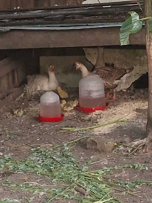 Boboci de gasca sau gasca cu boboci