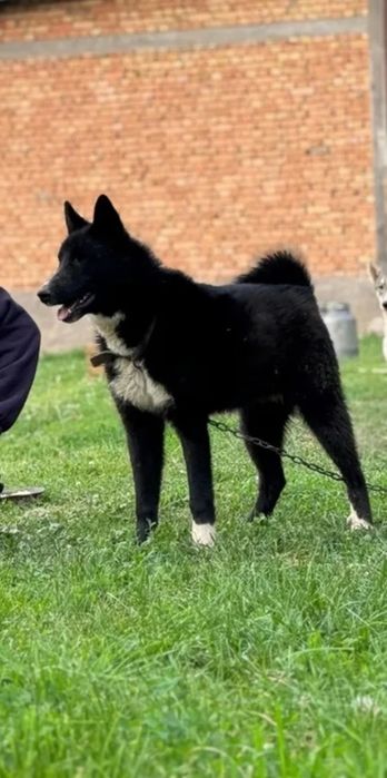 Продам Лайку Рел