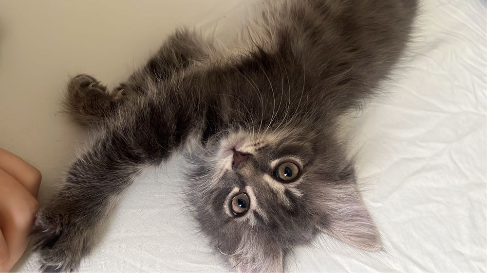 Отдам котенка (мальчик в добрые руки)