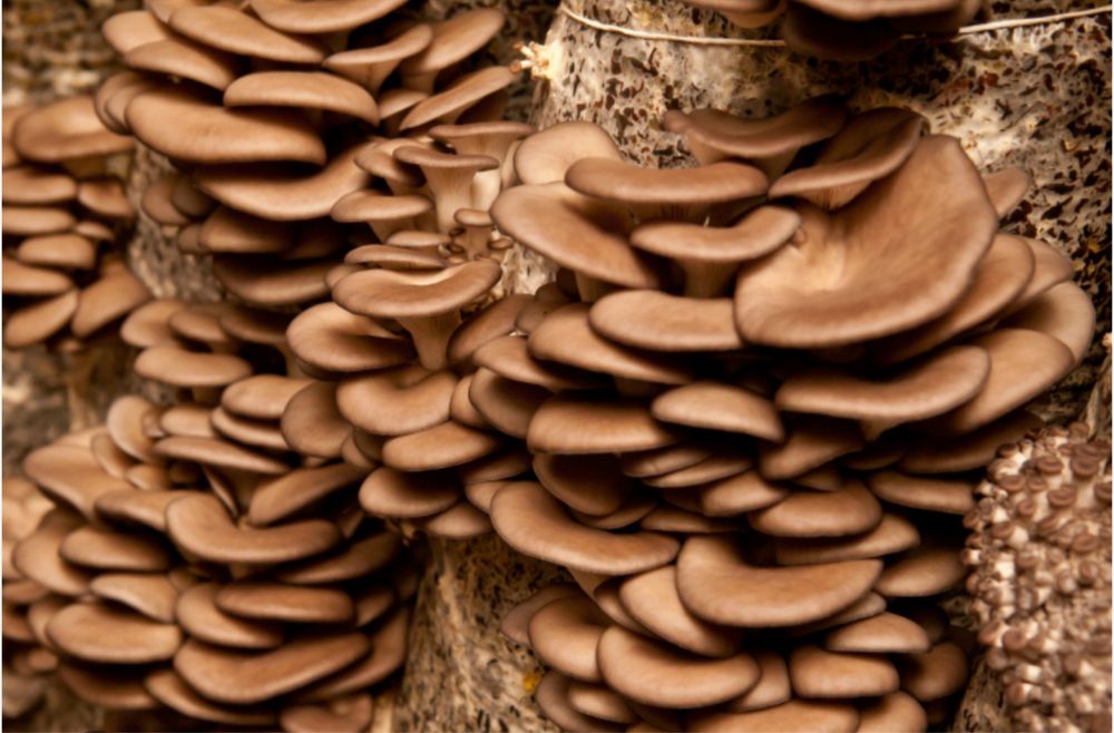 Грибы вешннки нк35