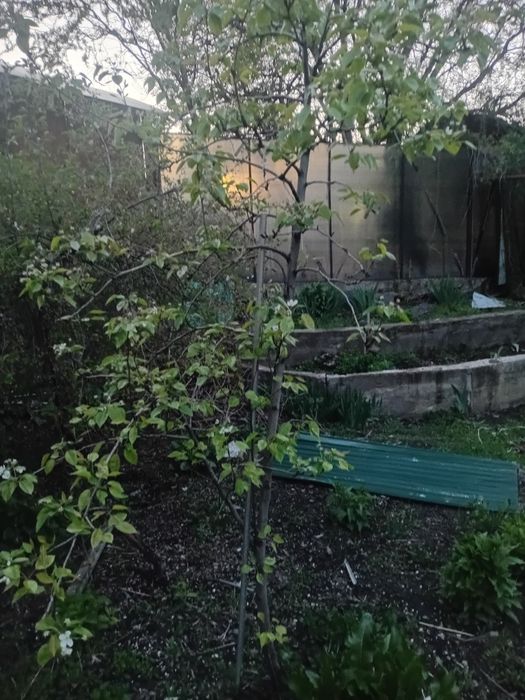 Алма ағашы сатылады