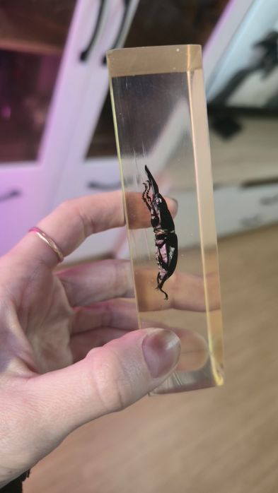 Продам коллекцию насекомых