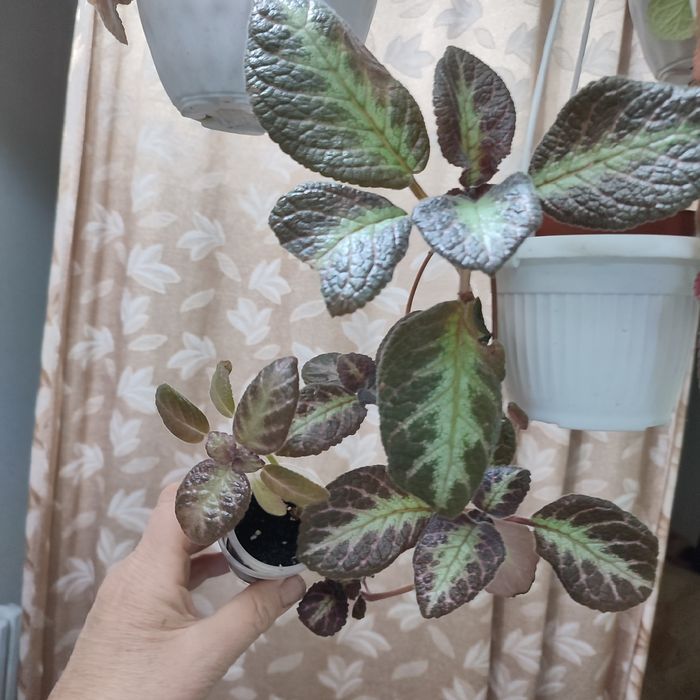 Эписции -цветущие растения