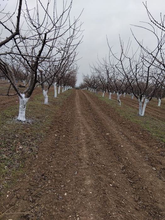 Продавам черешова градина от 6 дк