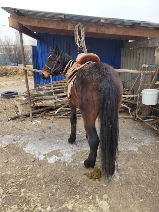 Пишпе жуас ат...