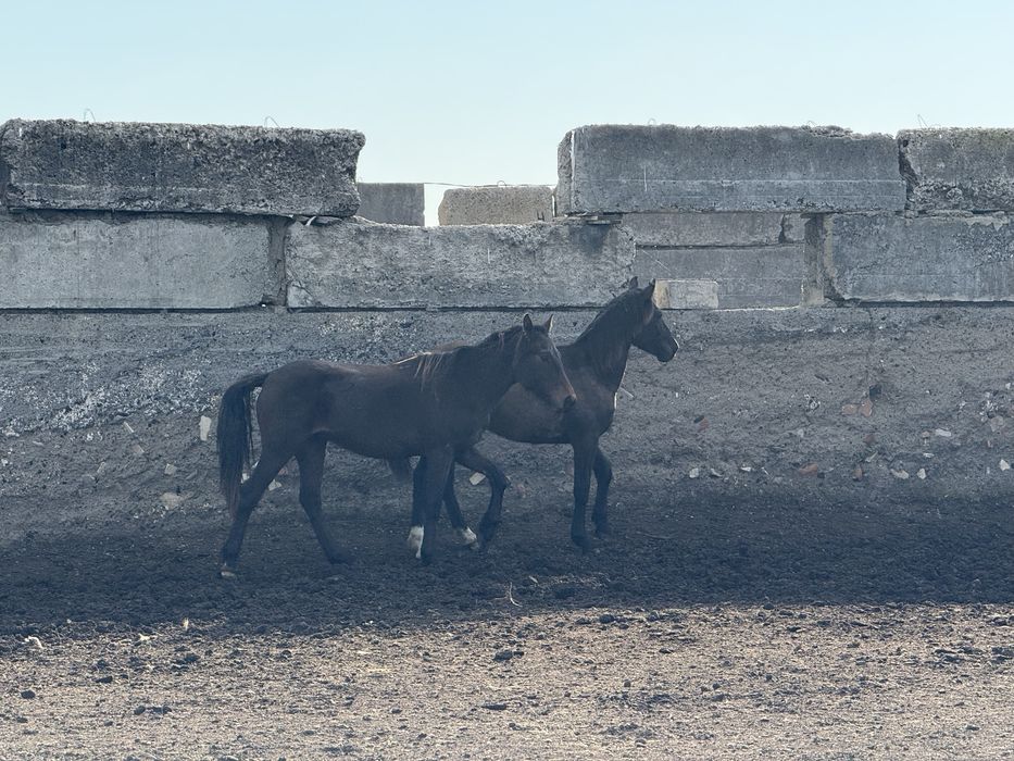 Продам кобыл с жеребятами