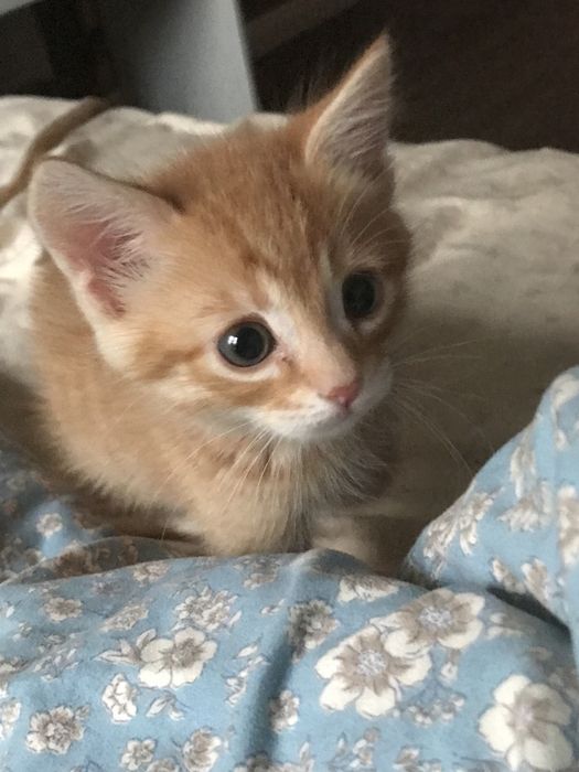 Красавчик ищет дом
