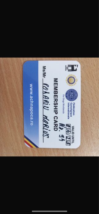 Mascul Dog Argentinian