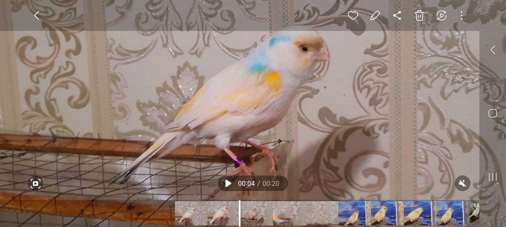 Канарейка самка красный мозаик.