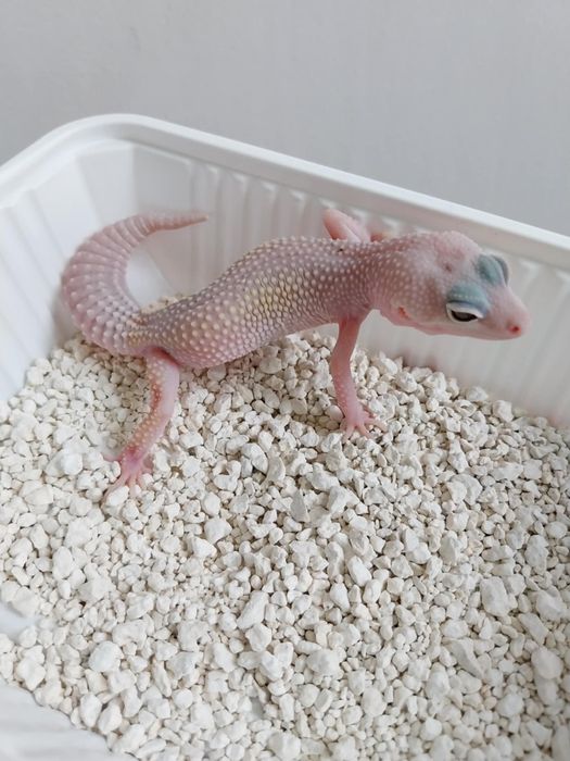 Бял Леопардов Гекон