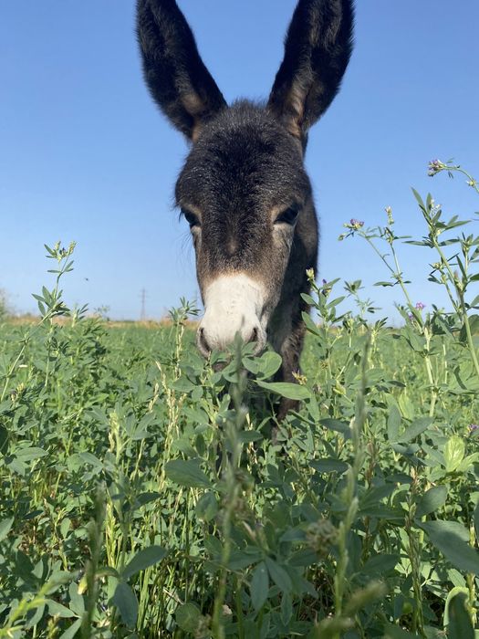 Lapte de magarita CRUD