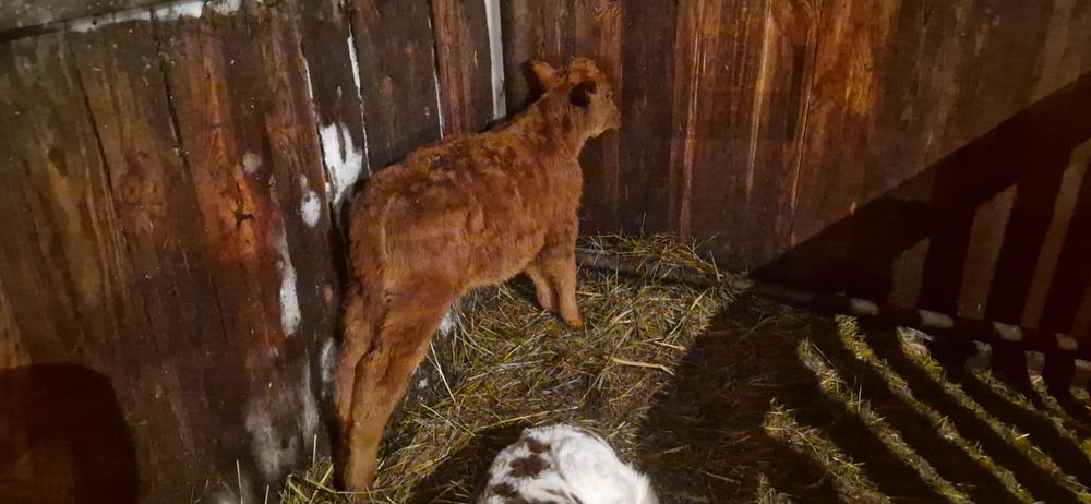 Продам телочку месячная