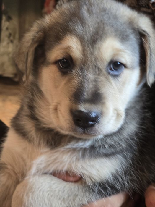 Отдам щенков от крупной