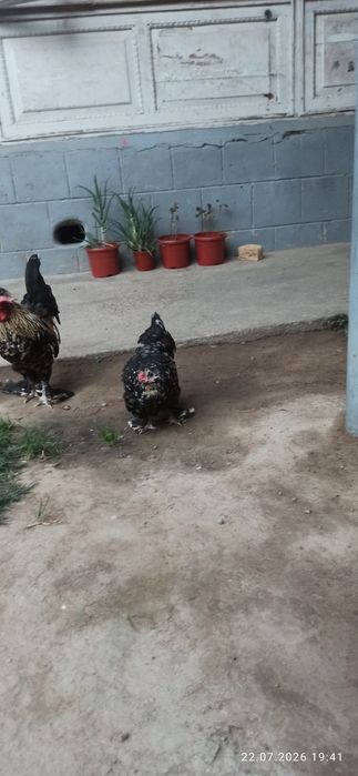 Yaponkalar sotiladi