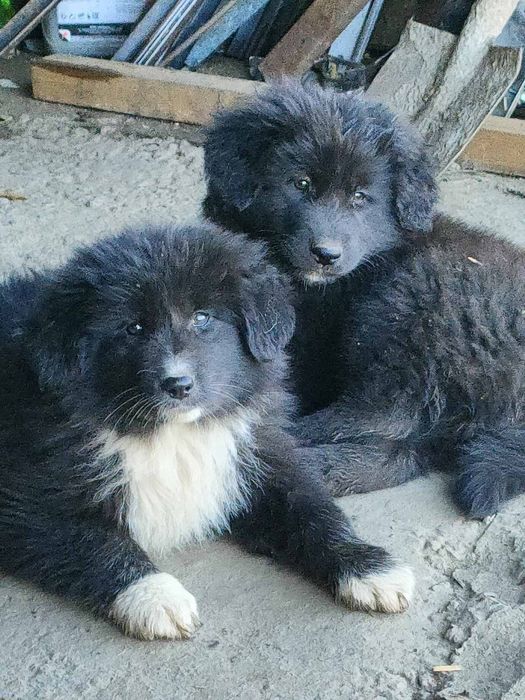 Каракачански кученца