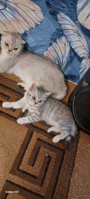 Продам породистых котят