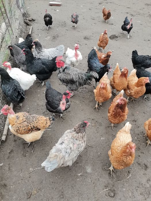 Vand gaini  de casă