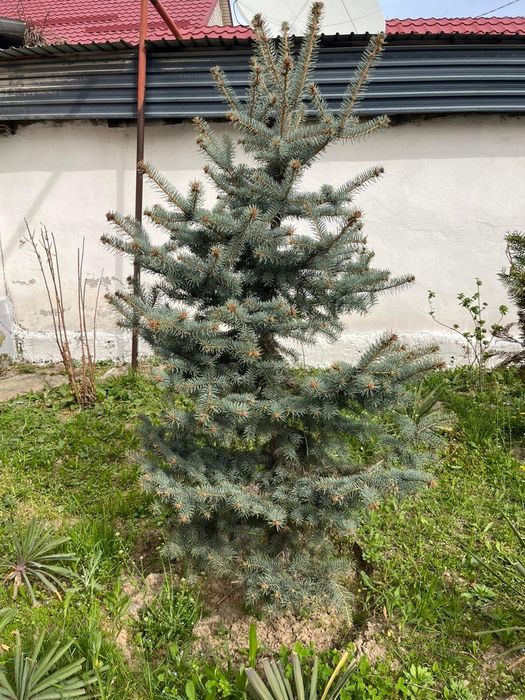 Голубой ели 7-8 жыл бщолды колонканың суынан үйренген қазып береміз