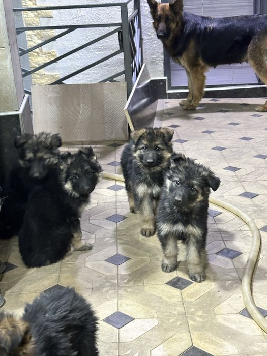 продаются щенки немецкой овчарки