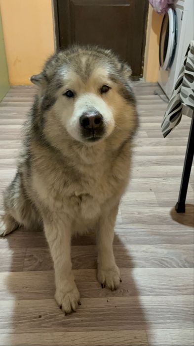 Зоогостиница передержка