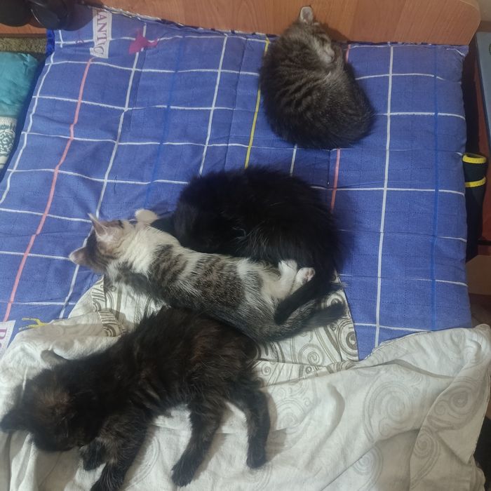 Отдам катят в хорошие руки