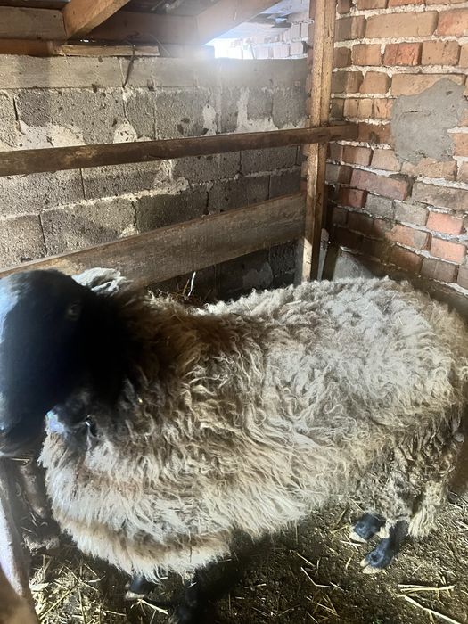 Коч порода Плевенска Черноглава