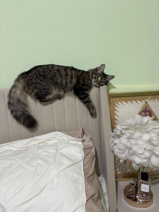 Отдам котенка в хорошие руки