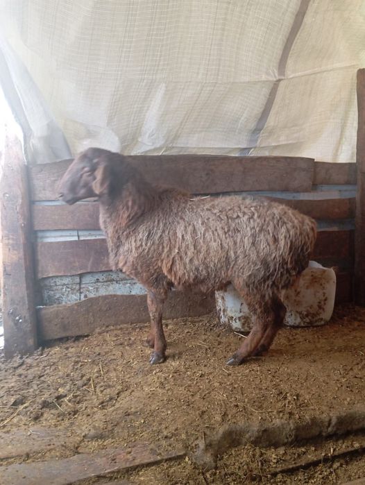 Токты кой тусак сатылады семіз