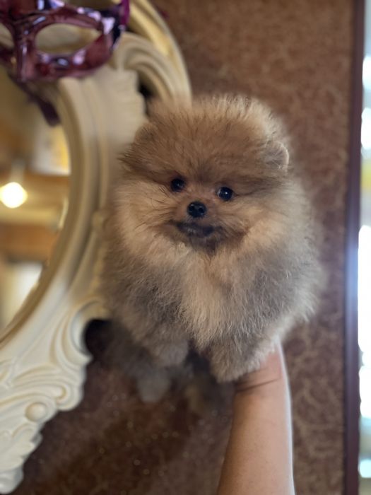 Шикарные шпицушки