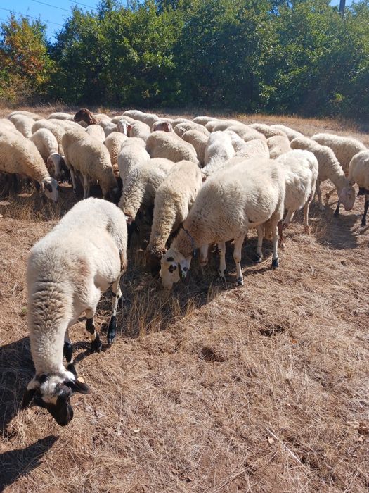 Продавам овце,мъжки шилета, кочове