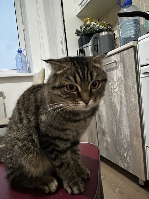 Ишем кота на вязку