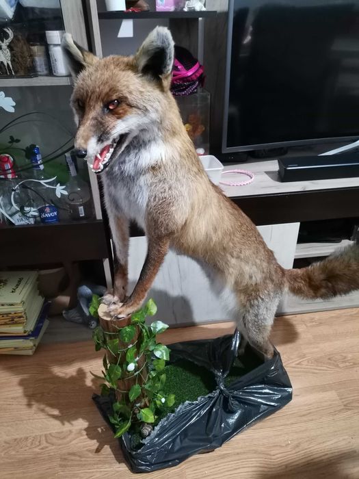 Лисица с естествен косъм