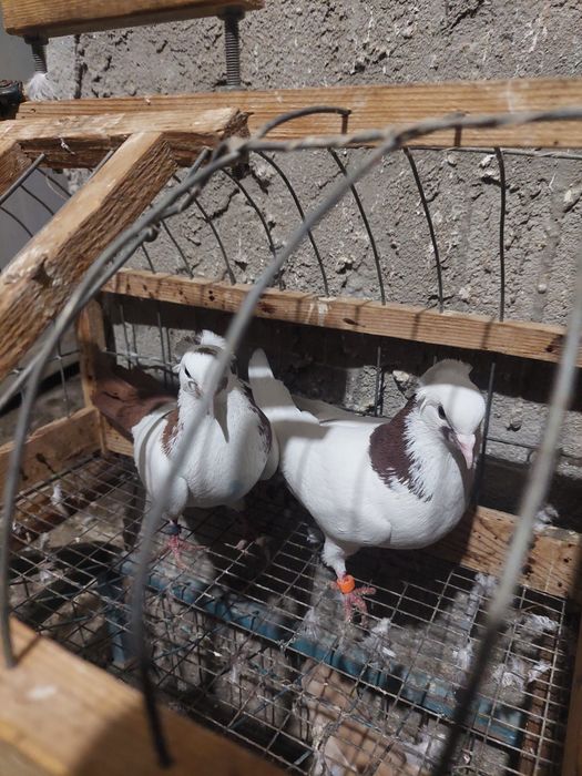 Құстар сатылады.