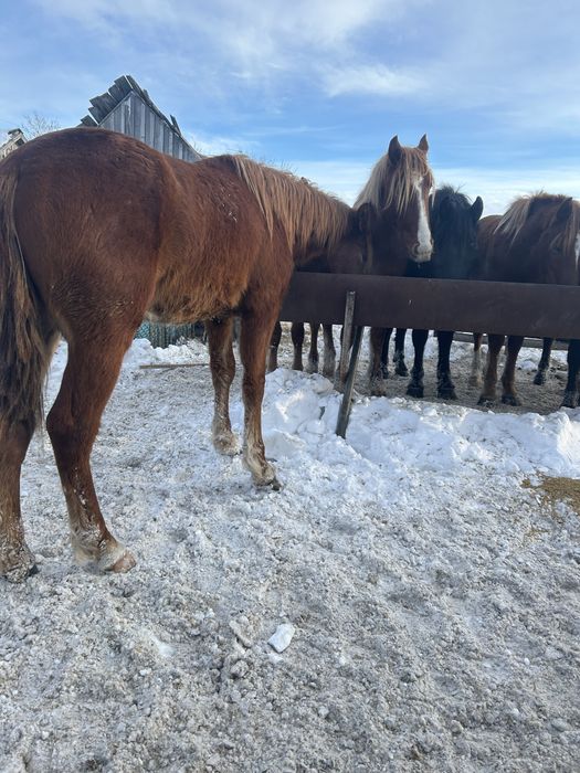 Продам тайчиков над откорме