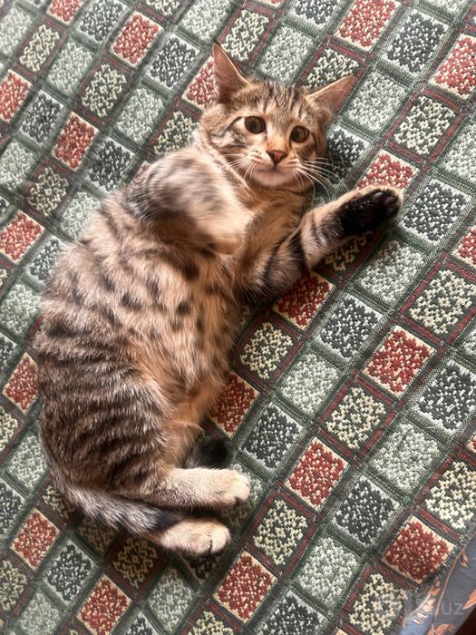 Котятам нужна семья!
