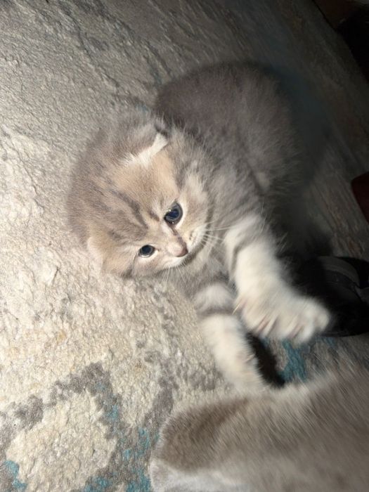 Шотландские котята