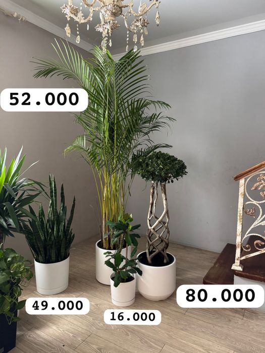 Фикус бенджамина Цветы для дома  озеленение