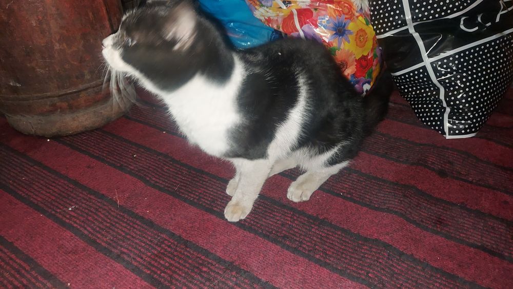 Отдам кота в добрые руки