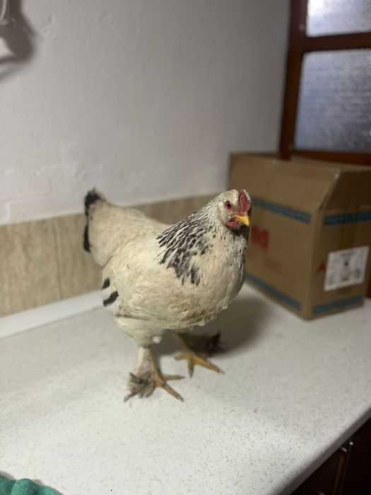 Тауық бар бұрама жатыс