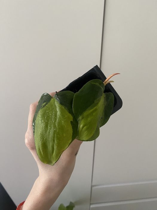 Бразил бразил лиана