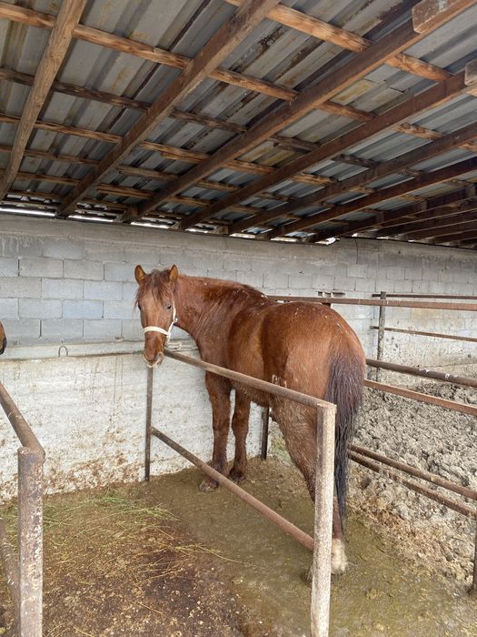 Продам жирную лошадь