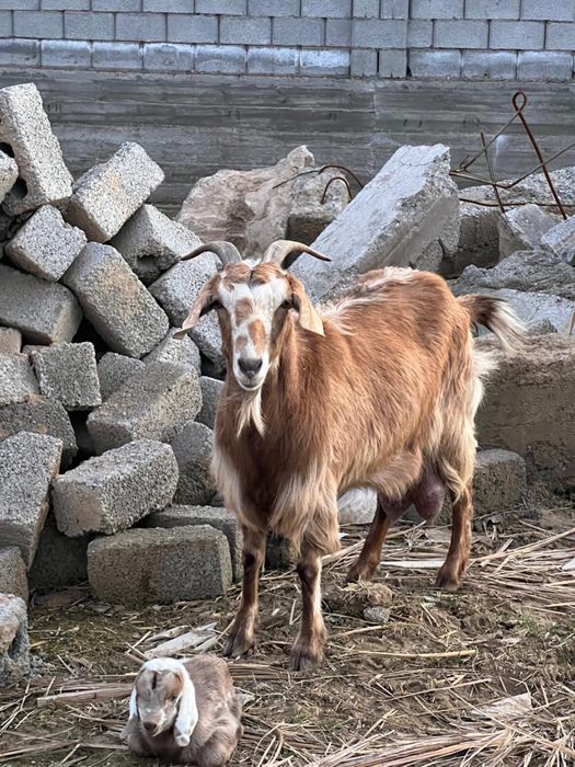 Ешкы сатлады срочно