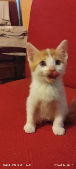 Малки котенца подарявам