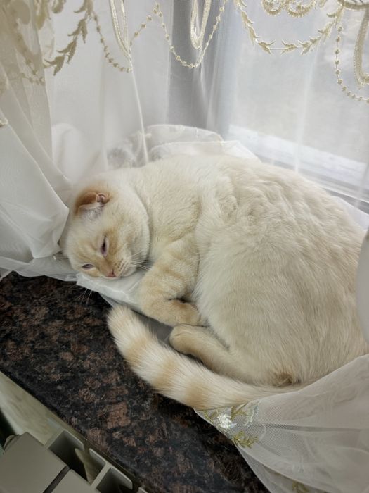 Продам кота веслоухая