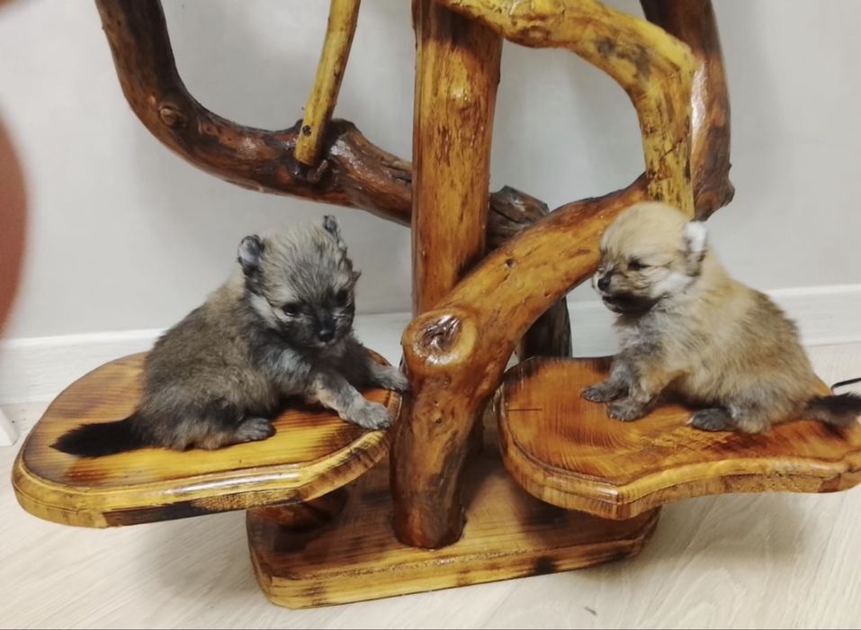 Продам 2 щенков малого немецкого шпица