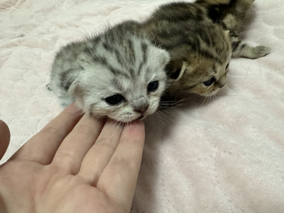 Продам Шотландских котят